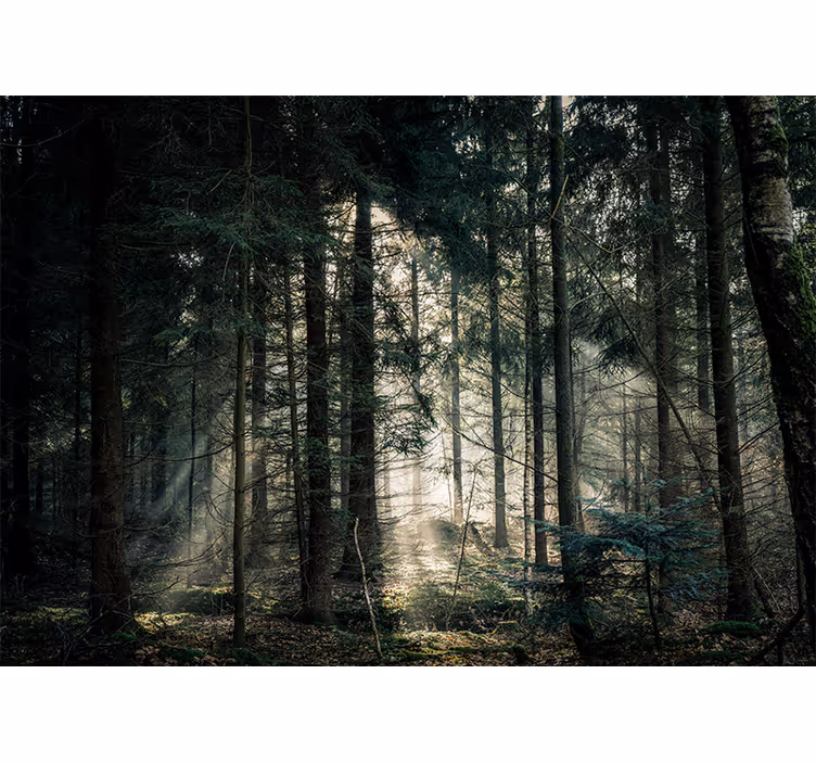 Fototapete natur ruhiger waldblick - TenStickers