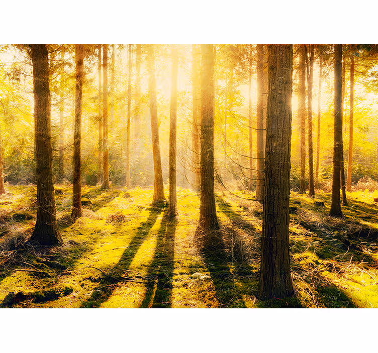 Fototapete natur sonnenverwöhntes waldlandschap - TenStickers