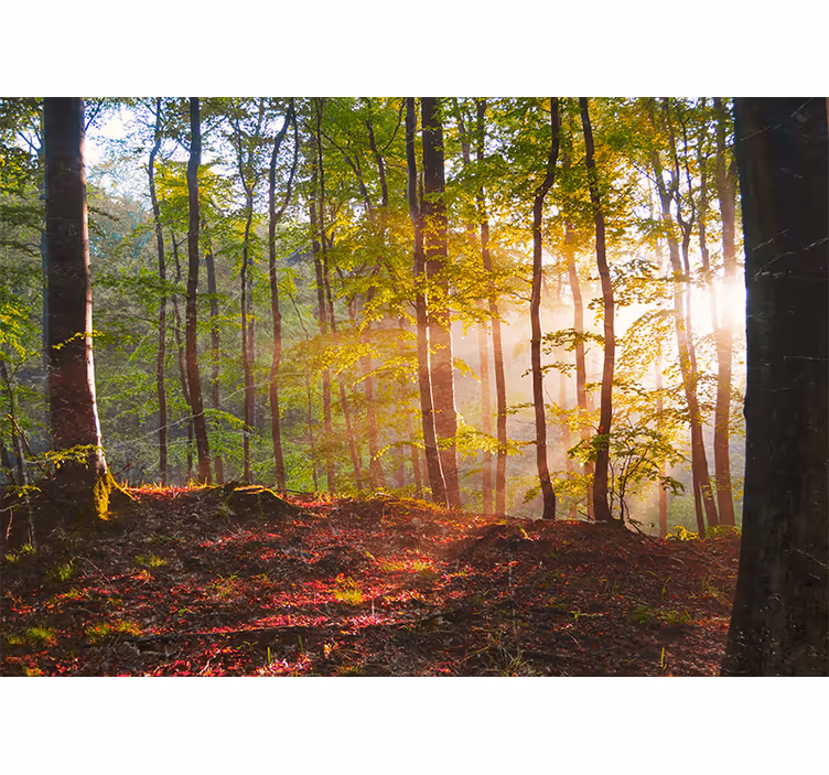 Fototapete wald sonnenlicht im wald - TenStickers