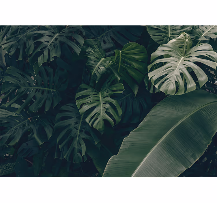 Fototapete natur lebhafte tropische pflanzen - TenStickers
