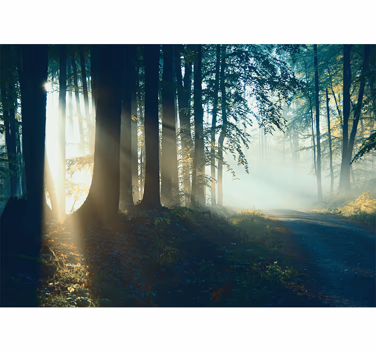 Fototapete wald sonnenverwöhnter waldweg - TenStickers