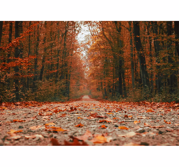 Fototapete wald herbstweg route - TenStickers