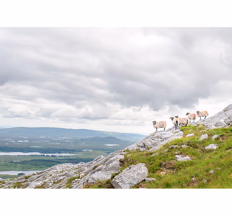 Fototapete tiere lämmer auf den hängen - TenStickers