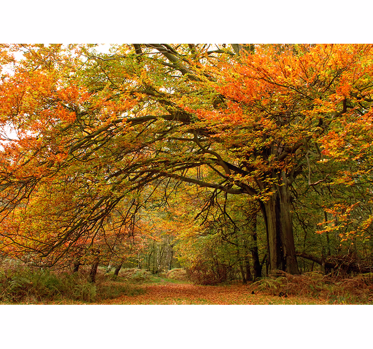 Fototapete wald herbstlicher waldblick - TenStickers