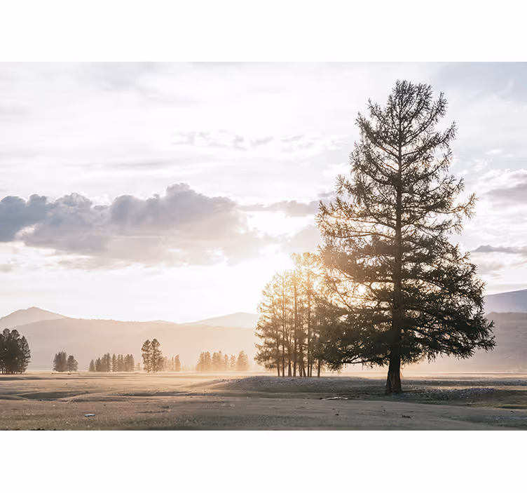 Fototapete natur serene kiefern-silhouette - TenStickers