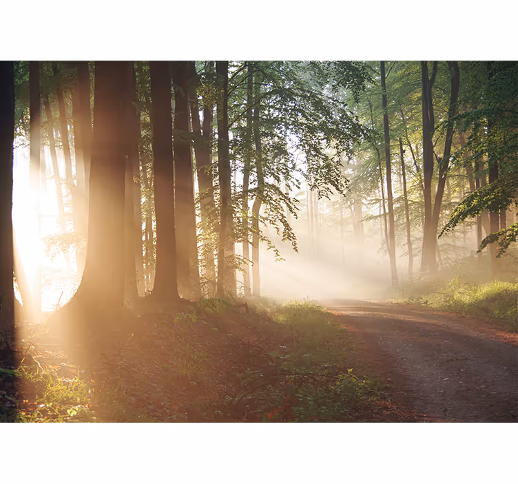 Fototapete natur sanfte strahlen im wald - TenStickers