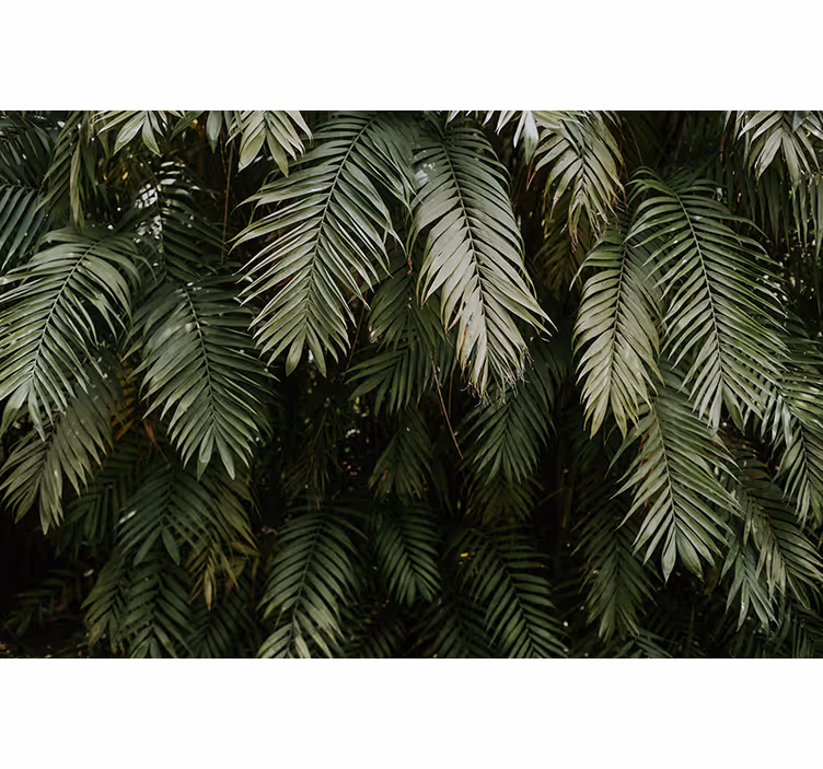 Fototapete Natur Grüne palmenblätter textur - TenStickers