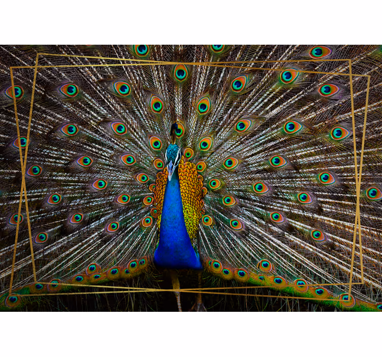 Fototapete tiere pfau regal präsentation - TenStickers