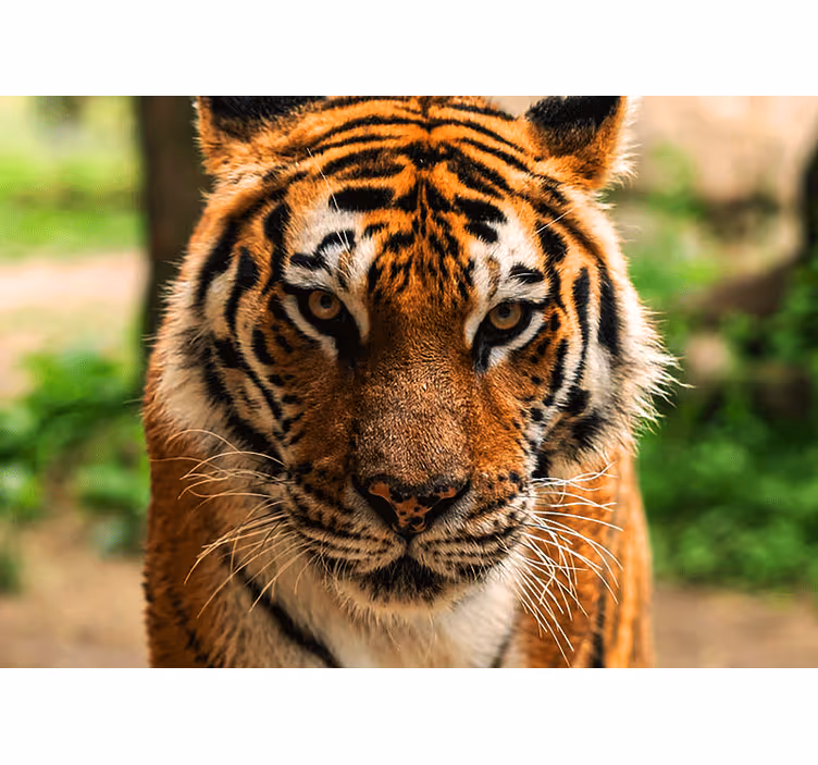 Wand Fototapete Bedrohlicher tiger mit blick nach vorne - TenStickers