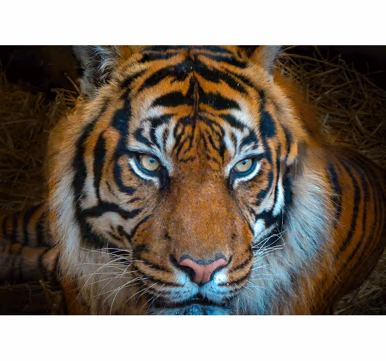 Wand Fototapete Ruhiger und bedrohlicher tiger - TenStickers