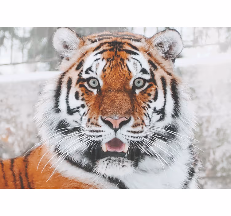 Fototapete tiere majestätischer tiger - TenStickers