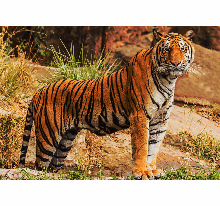 Fototapete tiere majestätische tigerpräsenz - TenStickers