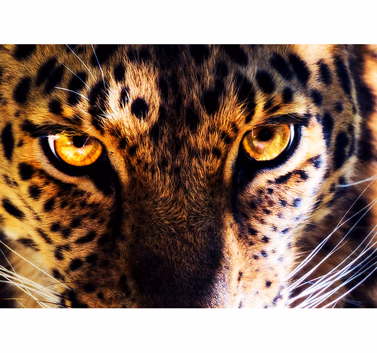 Wand Fototapete Schöne augen eines tigers - TenStickers