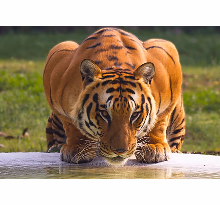 Fototapete tiere regal tiger pose - TenStickers