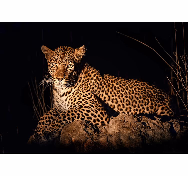 Fototapete Tiere leopard im rampenlicht - TenStickers