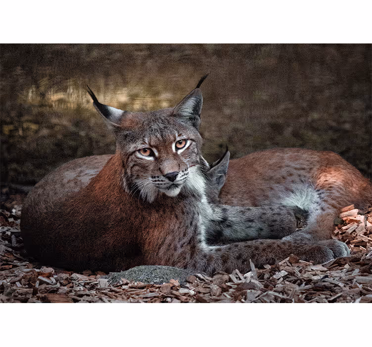 Fototapete tiere luchse im schlaf - TenStickers