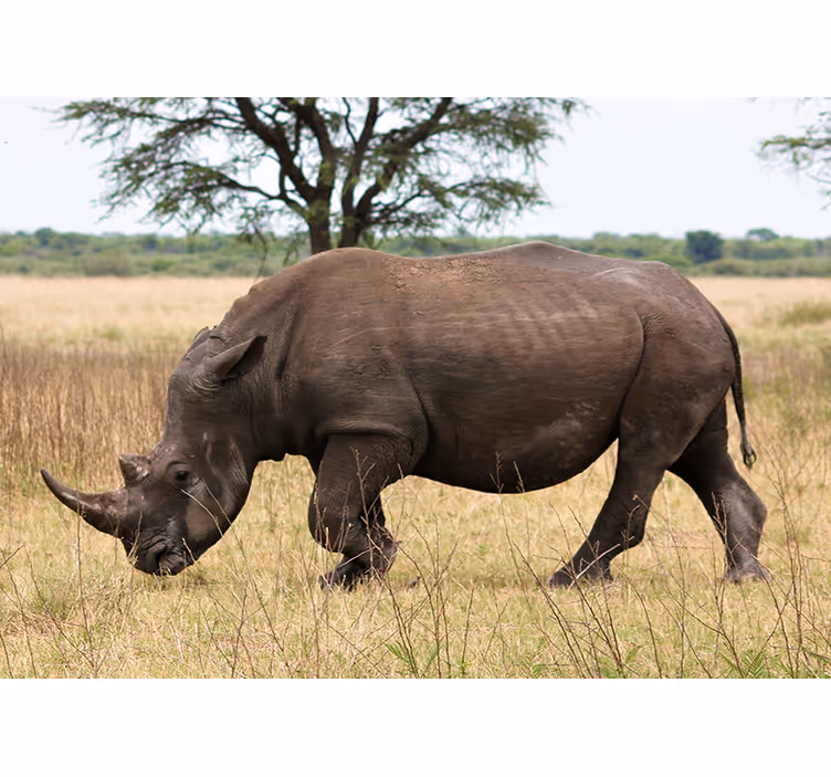 Fototapete tiere rhino gnaden der serengeti - TenStickers