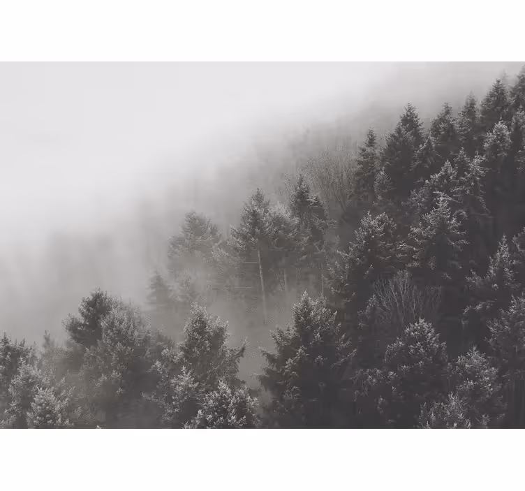 Fototapete 3D Wald mit weißkiefern - TenStickers