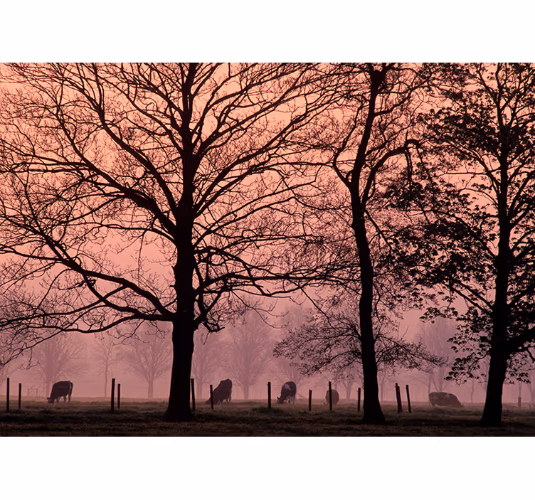 Fototapete Landschaft neblige baumlandschaft - TenStickers