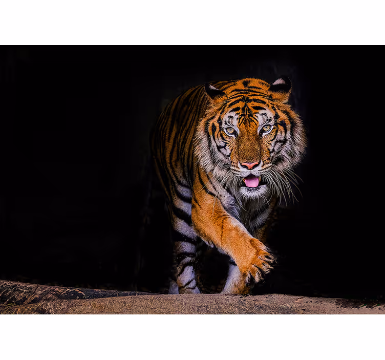 Fototapete Tiere herumstreunender tiger - TenStickers