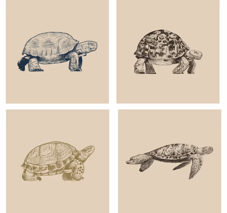 Untersetzer Vintage Schildkrötenzeichnungen - TenStickers