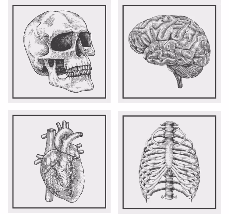 Untersetzer freak anatomisches schädel gehirn herz skelett - TenStickers