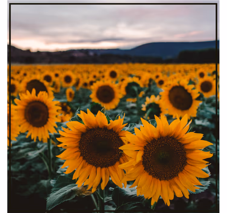 Untersetzer personalisiert sonnenblumenfeld foto - TenStickers