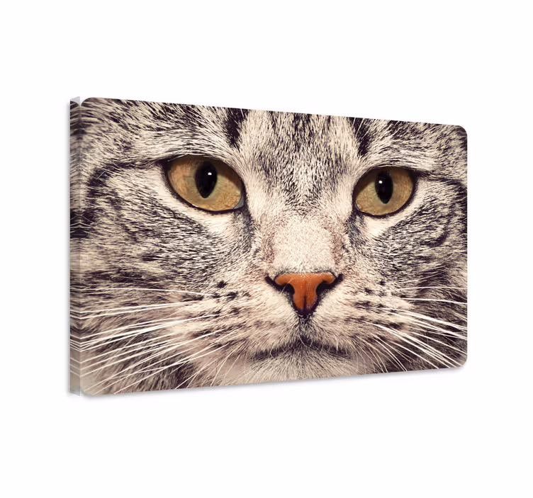 Wandbilder katzen und katzenkopf laptop aufkleber - TenStickers