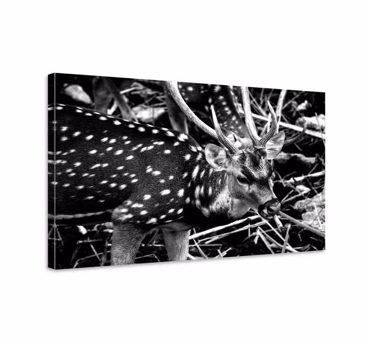 Hirsch Bild Leinwand elegantes graustufenporträt - TenStickers