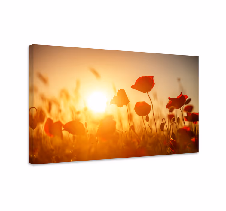 Leinwandbild Blume Rote blumen auf sonnenuntergang - TenStickers