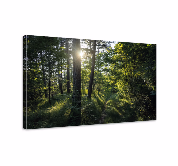 Wandbilder landschaft leuchtender waldweg - TenStickers