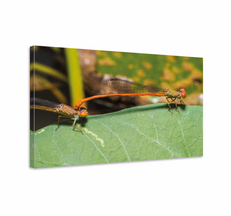Leinwandbild libelle paar von libellen - TenStickers