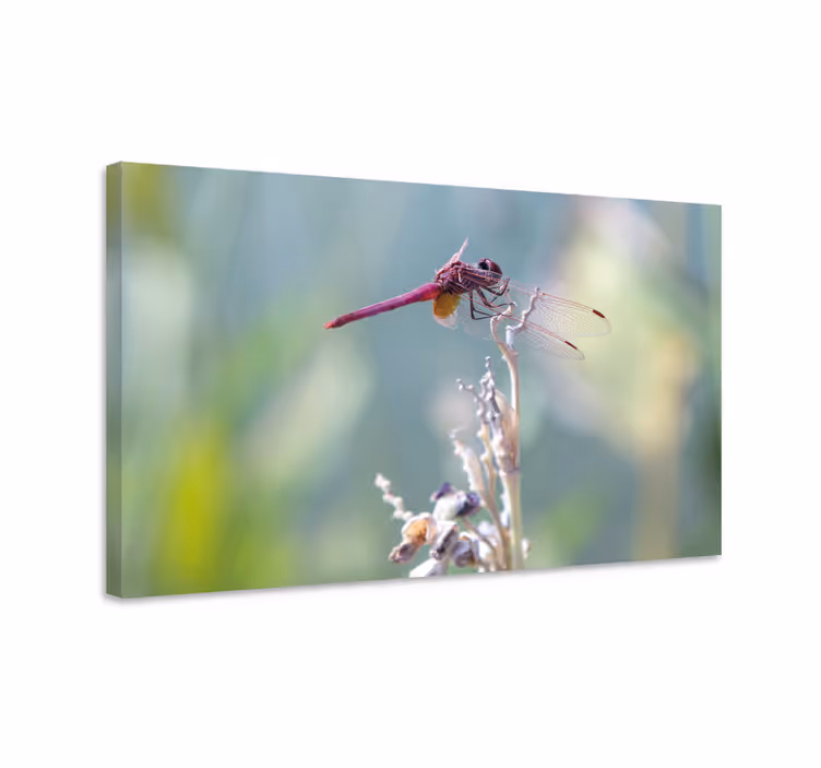 Leinwandbild libelle elegante libelle sitzt - TenStickers