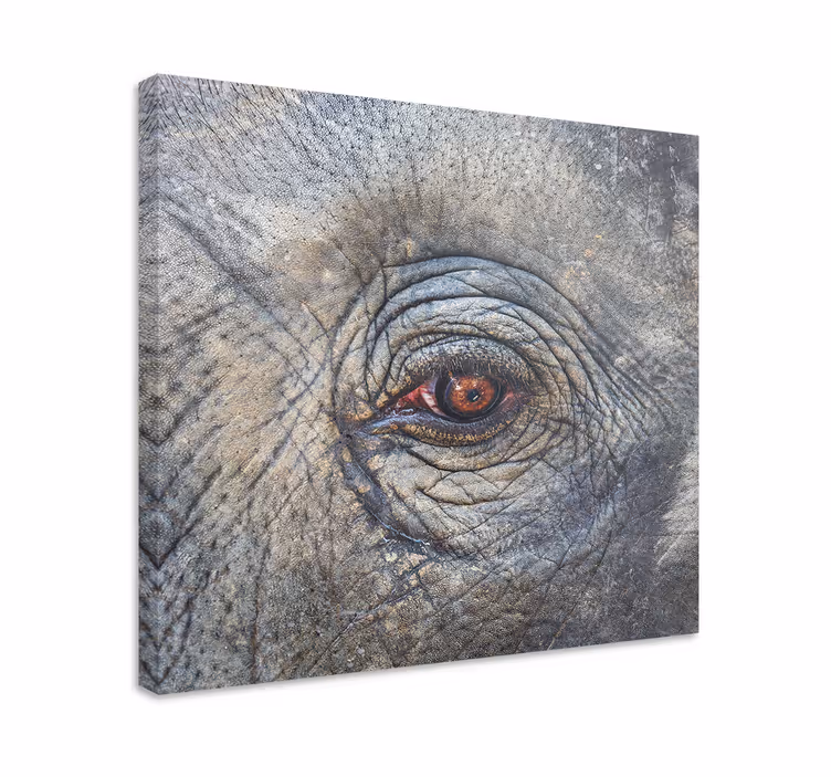 Wandbild elefant detail im elefantenauge - TenStickers