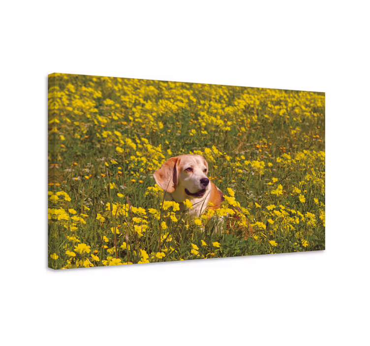 Wandbilder hunde glücklicher hund im freien - TenStickers