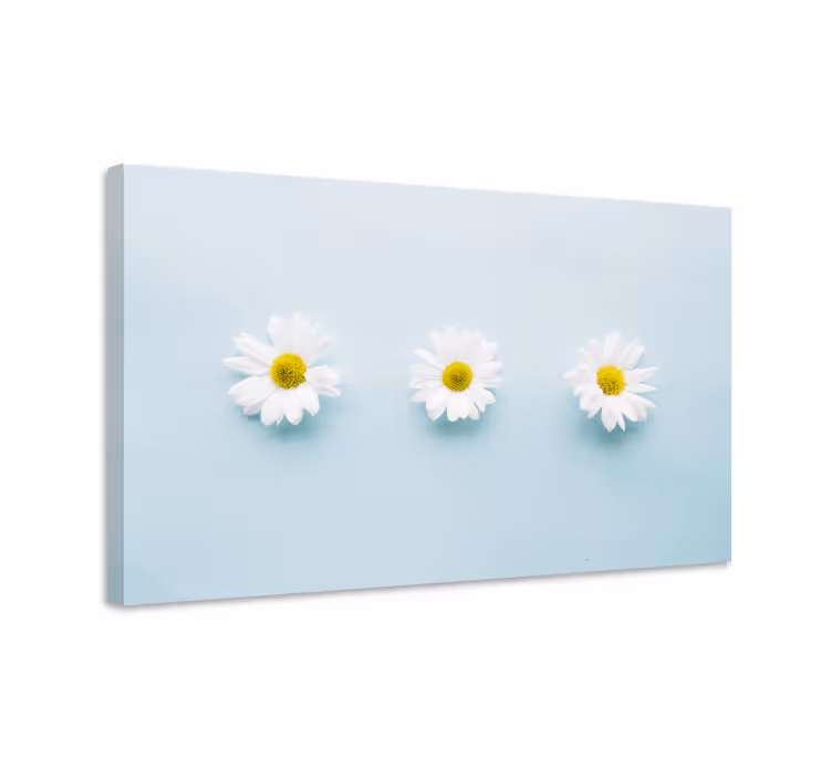 Leinwandbild trio aus gänseblümchen - TenStickers