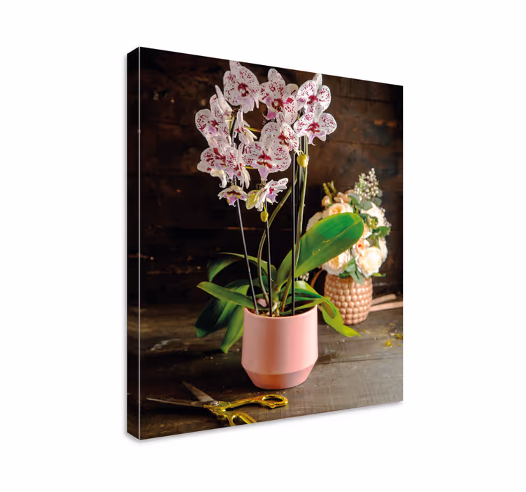 Leinwandbild Blume Orchideenblüte im topf - TenStickers