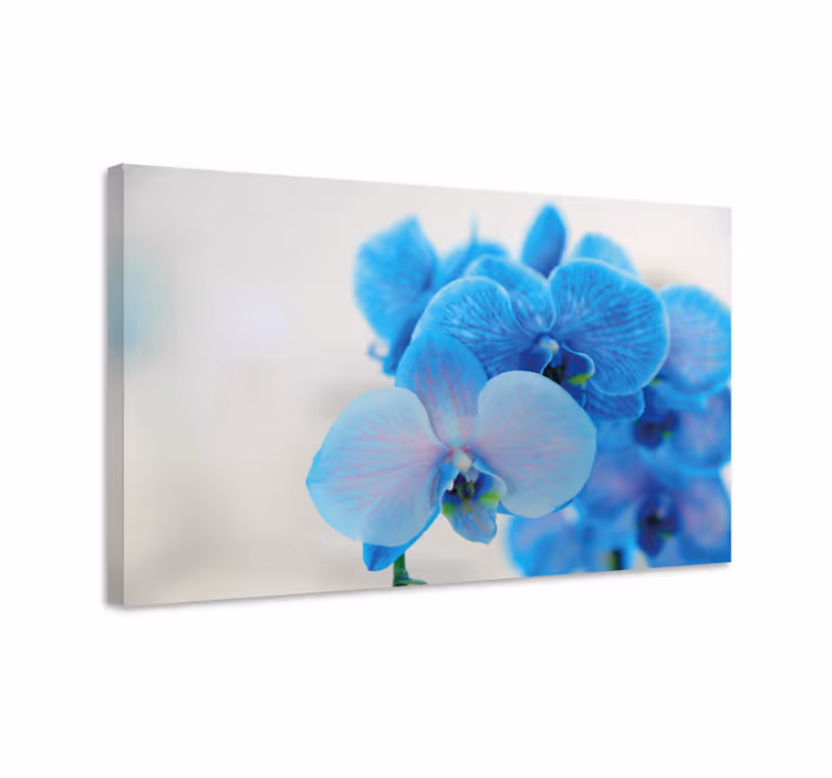 Leinwandbild Blume Blaue orchideenblüte - TenStickers
