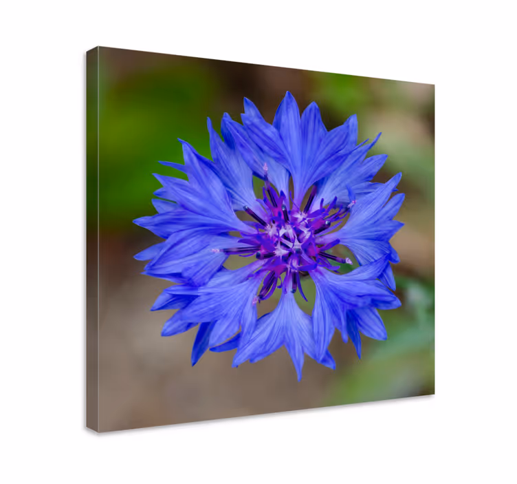 Leinwandbild blaue blumenblüte - TenStickers
