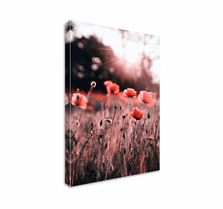 Leinwandbild poppies wiesenstrahlen - TenStickers
