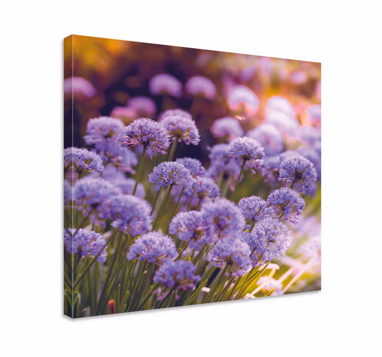 Leinwandbild Blume Lila blumenfeld - TenStickers
