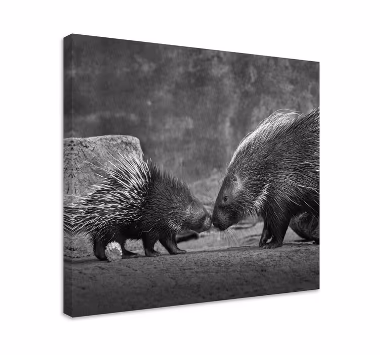 Wandbild tier stachelschwein interaktion - TenStickers