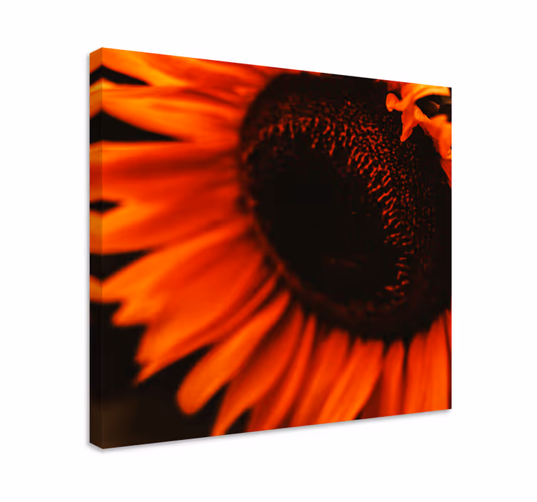 Leinwandbild Blume Orange sonnenblume - TenStickers