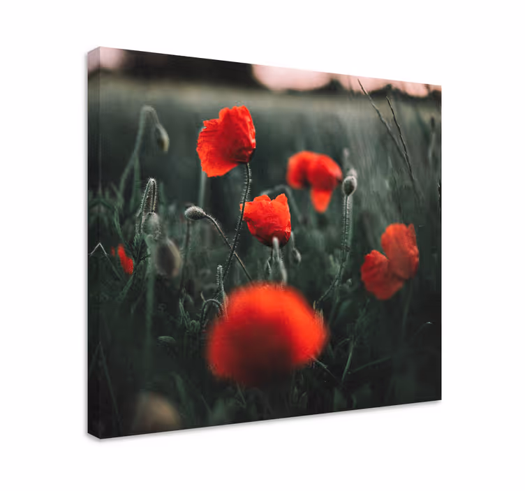 Leinwandbild lebhafte mohnblüten - TenStickers