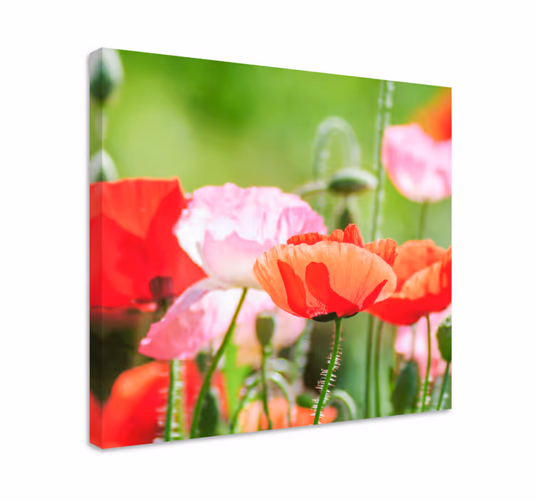 Leinwandbild bunte mohnblumenansammlung - TenStickers