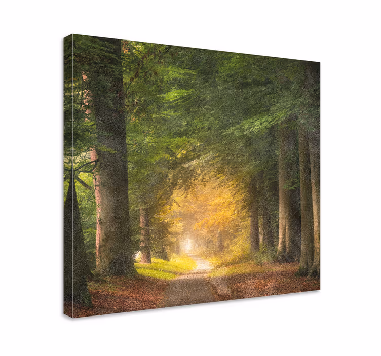 Wandbilder landschaft waldweg ruhe - TenStickers