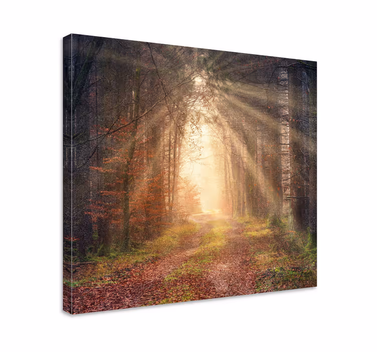 Wandbilder Landschaft ruhiger waldweg - TenStickers