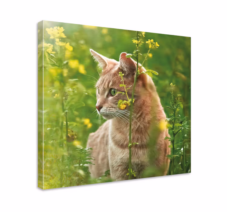 Wandbilder katzen neugierige katze beim spazieren - TenStickers