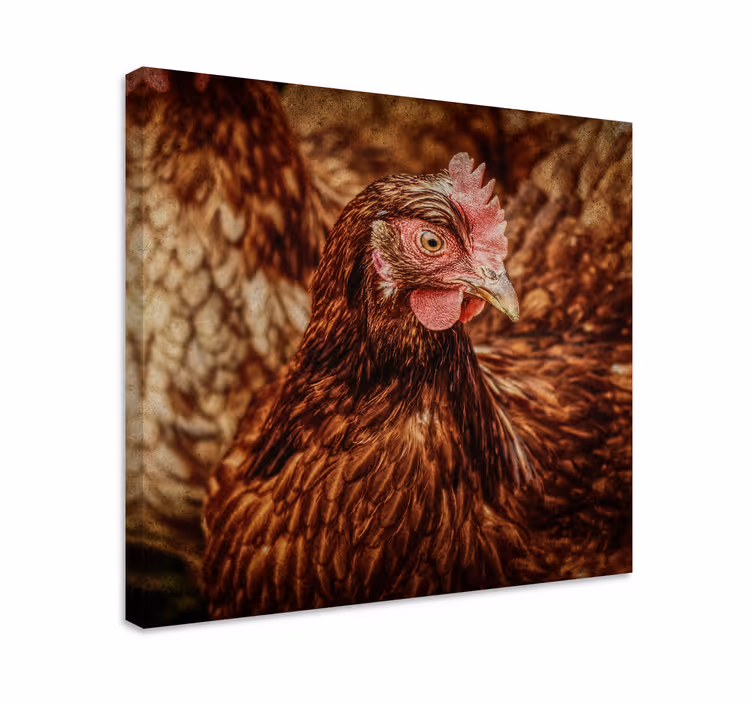Leinwandbild Vogel Ernstes braunes huhn - TenStickers