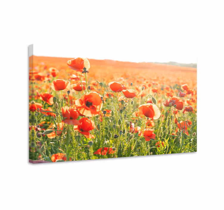 Leinwandbild Blume Roter mohn auf einem sonnigen feld - TenStickers